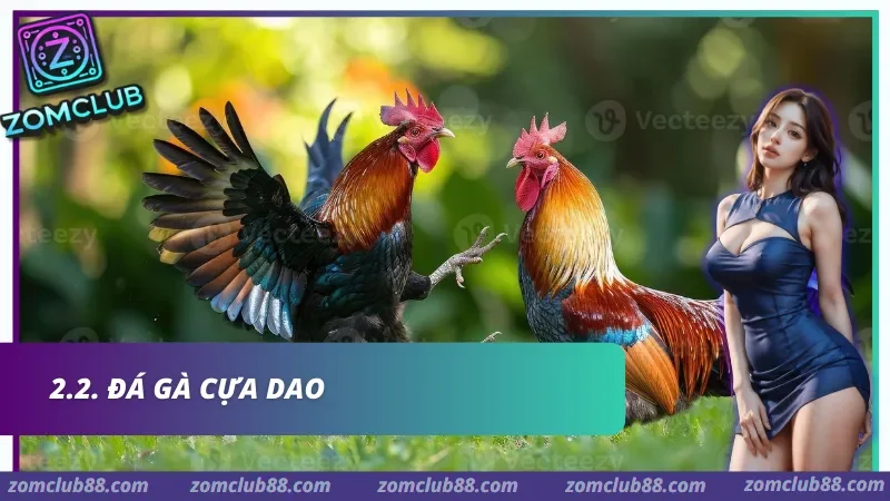 Hai gà chọi trong ảnh giới thiệu đá gà cựa dao Zomclub
