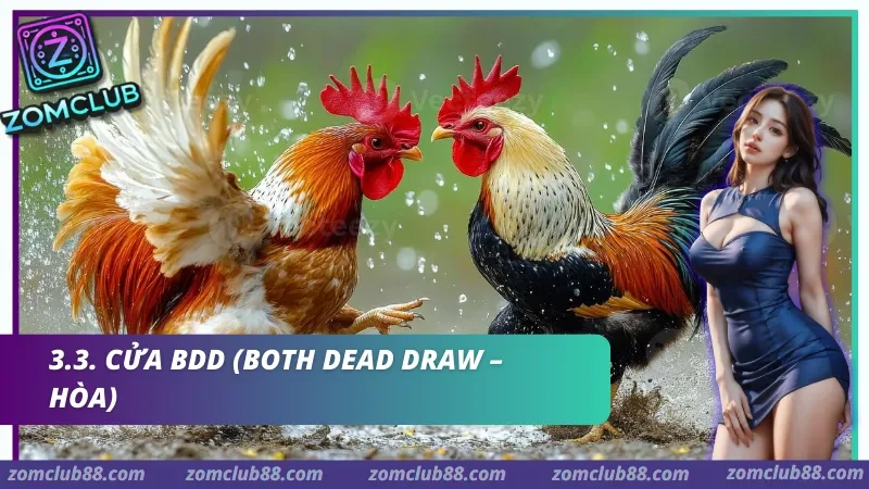Hai gà chọi trong ảnh giải thích cửa BDD, tức Hòa, của đá gà Zomclub