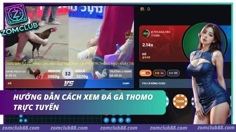 Hình ảnh Xem Da Ga Thomo Truc Tiep Zomclub 3 1 trong bài viết Xem Đá Gà Thomo Trực Tiếp ZomClub - Lịch & Cách Xem 2026. Màn hình đá gà với tên hai bên, trọng lượng và bảng thông tin trận