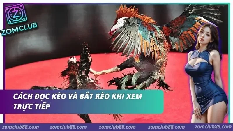 Hình ảnh Xem Da Ga Thomo Truc Tiep Zomclub 4 1 trong bài viết Xem Đá Gà Thomo Trực Tiếp ZomClub - Lịch & Cách Xem 2026. Hai con gà đang thi đấu trong phần quan sát trận Thomo ZomClub