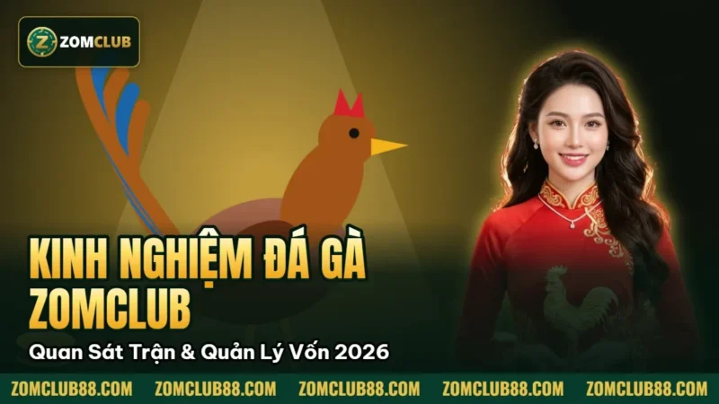 Kinh Nghiệm Đá Gà Zomclub - Quan Sát Trận & Quản Lý Vốn 2026 3 Gà trống trên ảnh kinh nghiệm đá gà Zomclub