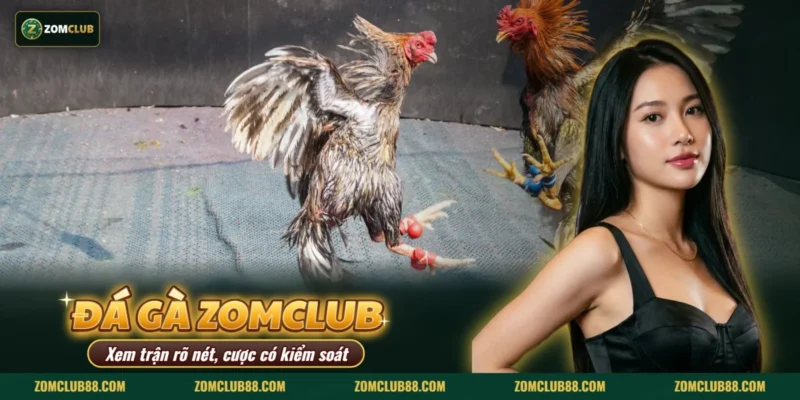Hai gà chọi giao đấu trong sới gà thuộc mục đá gà Thomo của ZOMCLUB